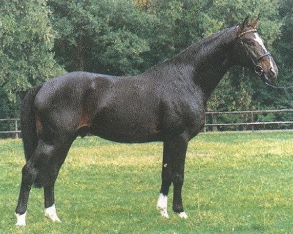 horse Gotspe (Hanoverian, 1988, from Gloster)