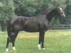 stallion Gotspe (Hanoverian, 1988, from Gloster)