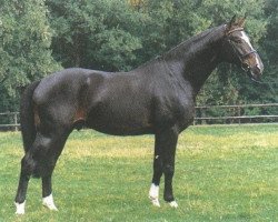 stallion Gotspe (Hanoverian, 1988, from Gloster)