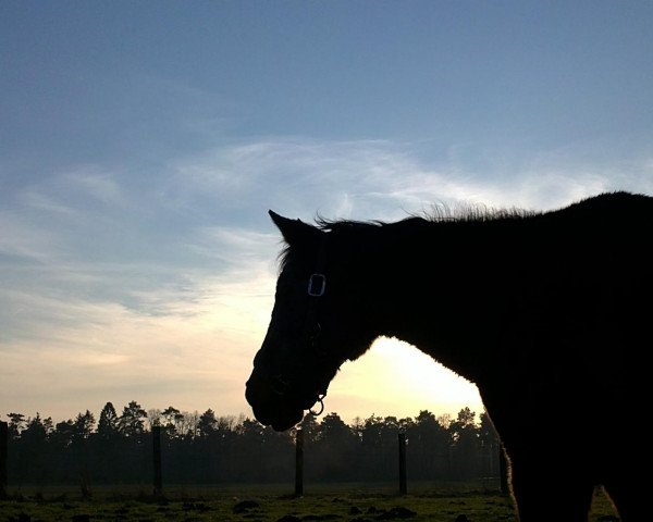 Pferd Destiny (Deutsches Reitpony, 1976, von Dancer)