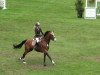 stallion Mac Namara (German Riding Pony, 1995, from Seven Mountain Natan)