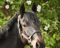 horse Stute von Chaman / Cormint (Holsteiner, 2020, from Chaman)