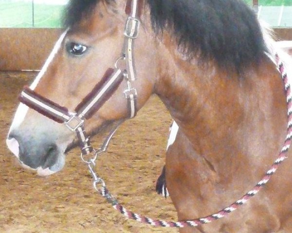 dressage horse Cisco (Pinto / Pony,  )
