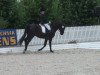 dressage horse Rondo Veneciano 8 (Oldenburg, 2003, from Rohdiamant)