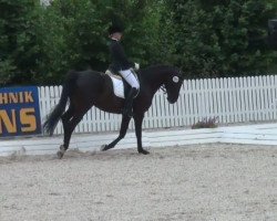 dressage horse Rondo Veneciano 8 (Oldenburg, 2003, from Rohdiamant)