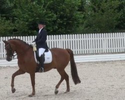 dressage horse Si Si Top NL (KWPN (Royal Dutch Sporthorse), 2004, from Watermill Scandic)