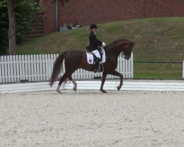 dressage horse Welttender (Hanoverian, 1994, from Weltmeyer)