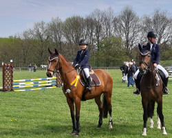 jumper Gina 1838 (Little German Riding Horse, 2003, from Gaylord ox)