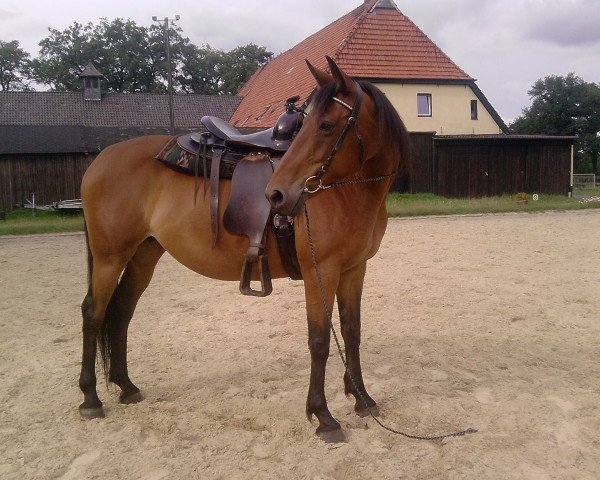 broodmare Sophia (Trakehner, 1996, from Kostolany)