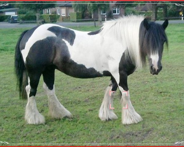 broodmare Doreen (Tinker / Irish Cob / Gypsy Vanner, 1996)