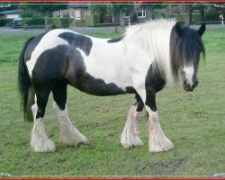 Zuchtstute Doreen (Tinker / Irish Cob / Gypsy Vanner, 1996)