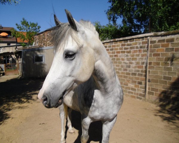 horse Alexander (German Riding Pony, 2004)