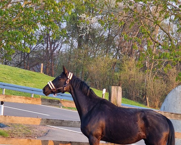 dressage horse Schwalbengold (Trakehner, 2018, from Schwarzgold)