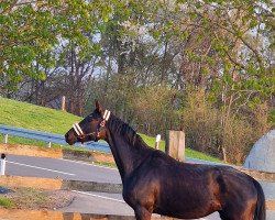 Pferd Schwalbengold (Trakehner, 2018, von Schwarzgold)