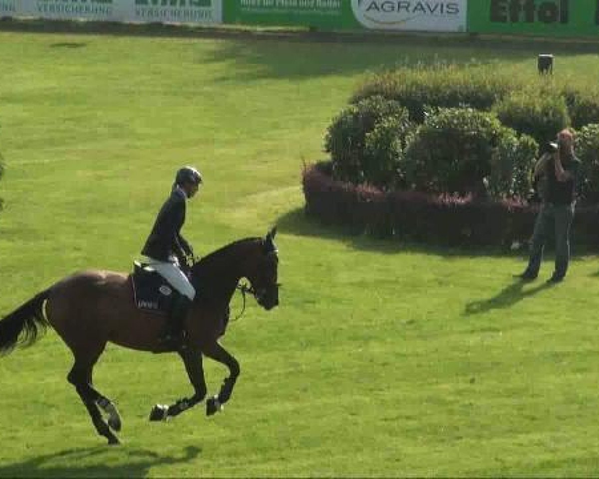 Springpferd Starlight 275 (Hannoveraner, 2006, von Stalypso)