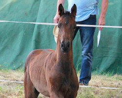 Springpferd Alsterperle (Trakehner, 2015, von Saint Cyr)