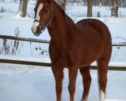 horse Tristan (German Riding Pony, 1992, from Traumfürst)