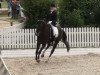 dressage horse Ascalon 44 (Westphalian, 2002, from Arpeggio)