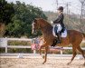 dressage horse Talina T (Oldenburg, 2007, from Ludwig von Bayern 168 FIN)