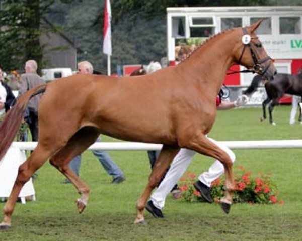 broodmare Bella Vista (Westphalian, 2008, from Belissimo NRW)