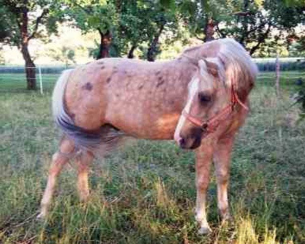 horse Hidalgo (Andalusians/horse of pure Spanish race, 2007)