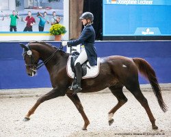 dressage horse Le Petit Rouge (Hanoverian, 2014, from Livaldon)