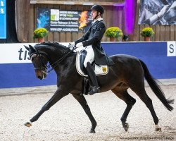 dressage horse Quattani (Deutsches Sportpferd, 2009, from Quaterback)