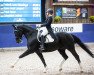 dressage horse Dark Diamond J (Hanoverian, 2011, from De Niro)