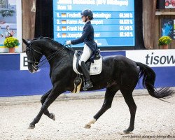 dressage horse Rom 18 (Hanoverian, 2006, from Royal Highness)