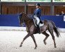 dressage horse Darkwin 'duck (Oldenburg, 2008, from Don Romantic)