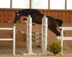 broodmare Kaperied (Trakehner, 1988, from Pascal)