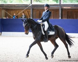 Zuchtstute FBW Lady Darcy (Württemberger, 2011, von Lord Leopold 7)