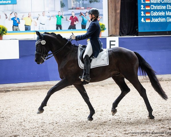 dressage horse del Rio 8 (Württemberger, 2012, from Day Dream)