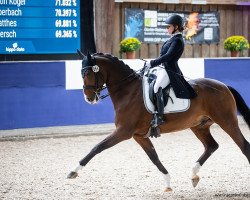 dressage horse Fernando Piccolo (Oldenburg, 2009, from Fidertanz)