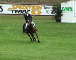 Springpferd Gina 772 (Deutsches Reitpony, 1994, von Gotas B.482 x)