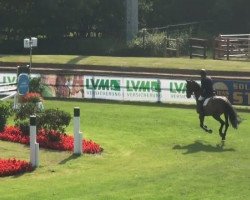 jumper Quinto 66 (Hanoverian, 2006, from Quidam's Rubin)