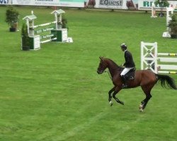 jumper Alexis S (Hanoverian, 2005, from Abke 4)