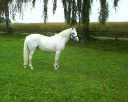 broodmare Chiquita 46 (German Riding Pony, 1990, from Comeback)