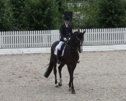 dressage horse Passero (Trakehner, 1993, from Michelangelo)