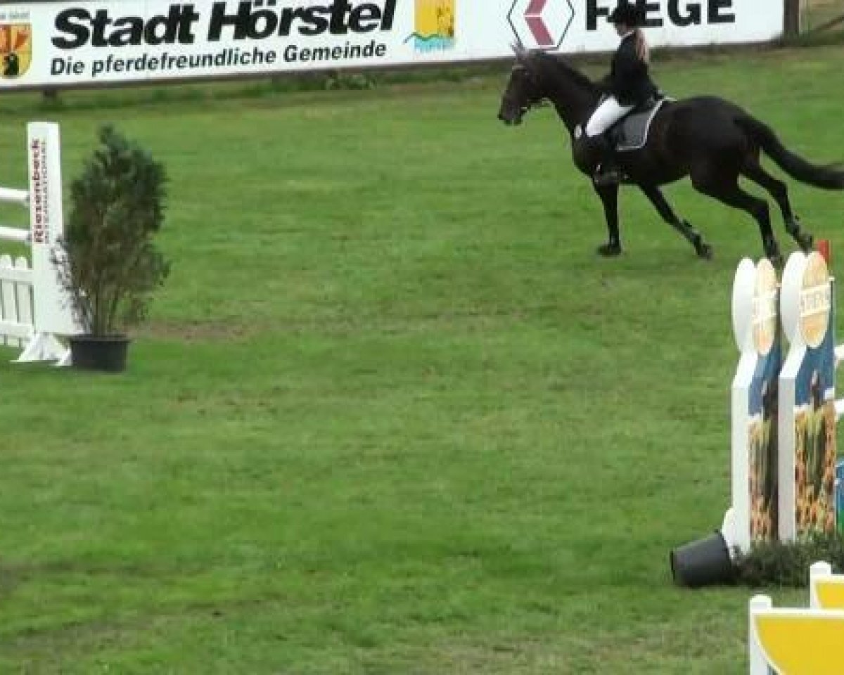 broodmare Distel 52 (Holsteiner, 2002, from Carpalo)