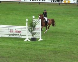 jumper Mad Mexx 2 (German Riding Pony, 1999)