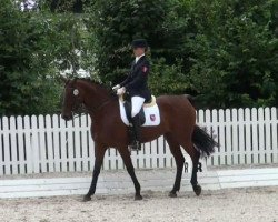 dressage horse Lady Jane 22 (Westphalian, 1999, from Lord Sinclair I)