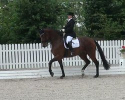 dressage horse Wynona 44 (Westphalian, 2003, from Windspiel As)