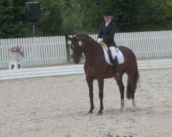 dressage horse Canterville N (Westphalian, 2003, from Charming 8)