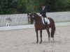 dressage horse Canterville N (Westphalian, 2003, from Charming 8)