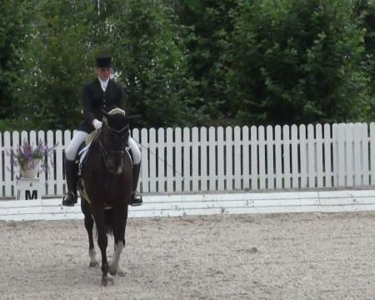 dressage horse Easy Point (KWPN (Royal Dutch Sporthorse), 1995, from Excellent W)