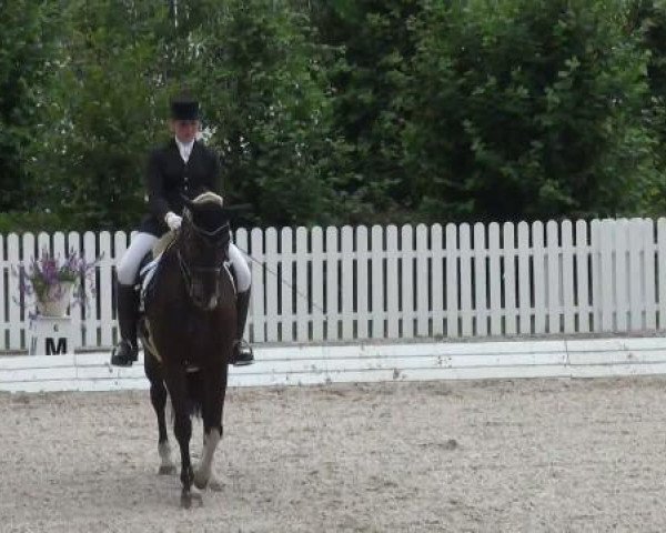 dressage horse Easy Point (KWPN (Royal Dutch Sporthorse), 1995, from Excellent W)