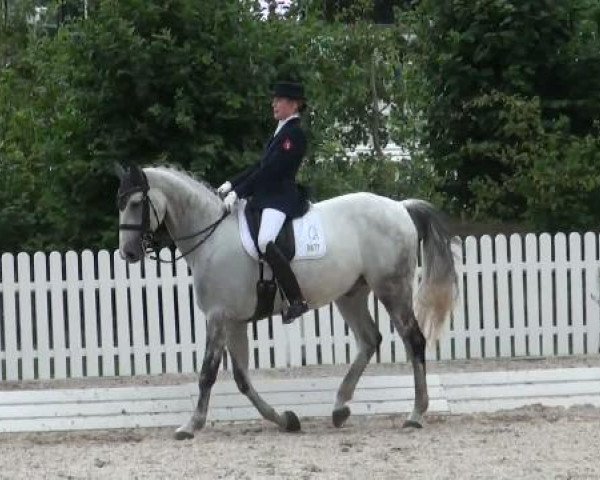 dressage horse Hy Harley (Hanoverian, 2003, from Hofrat)