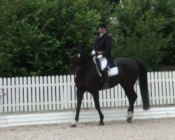 dressage horse Domenico 36 (Oldenburg, 2000, from Duntroon)