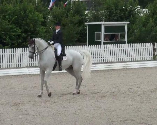 dressage horse Winston 265 (Oldenburg, 1997, from Welt Hit II)